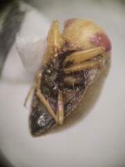 Neoplea striola