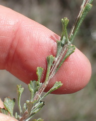Nidorella podocephala