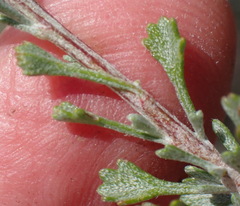 Nidorella podocephala