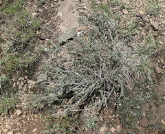 Eriocephalus spinescens