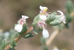 Eriocephalus spinescens