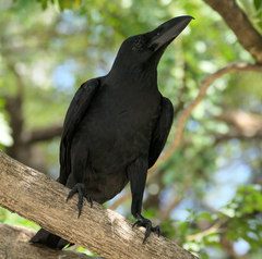 Corvus macrorhynchos levaillantii