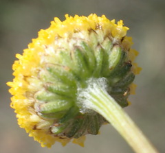 Nidorella podocephala