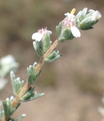 Eriocephalus spinescens