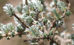 Eriocephalus spinescens