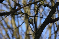 Parus major