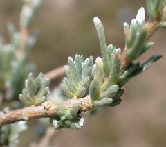 Eriocephalus spinescens