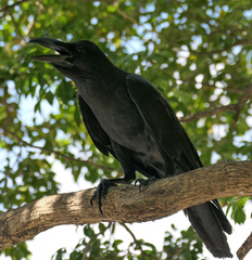 Corvus macrorhynchos levaillantii