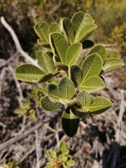 Searsia laevigata