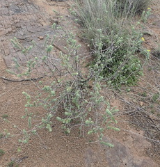 Euryops empetrifolius