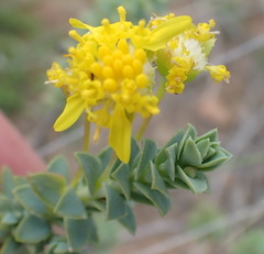 Euryops empetrifolius