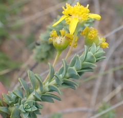 Euryops empetrifolius