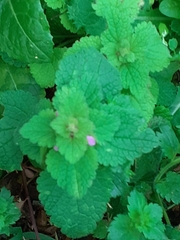 Lamium purpureum