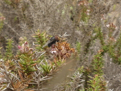 Copestylum scutellatum