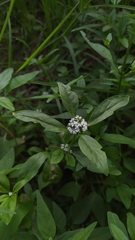 Spermacoce dasycephala