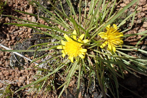 Image of Geigeria burkei by (c) Nicola van Berkel, some rights reserved (CC BY-SA)