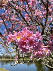 Tabebuia rosea