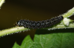 Aphelia ferrugana