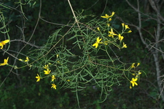 Bidens esmartinezii