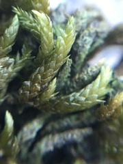 Scleropodium obtusifolium