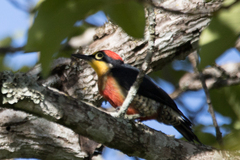 Melanerpes flavifrons