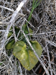Kedrostis nana