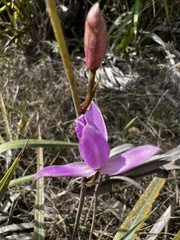 Bletia purpurea