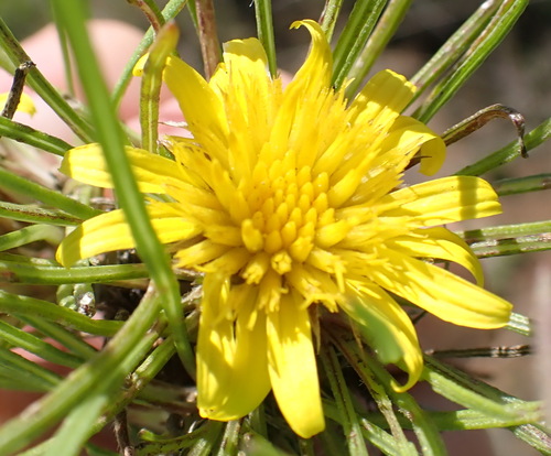 Image of Geigeria burkei by (c) Nicola van Berkel, some rights reserved (CC BY-SA)