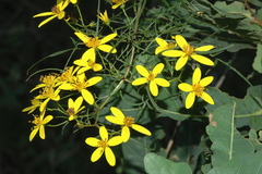 Bidens esmartinezii