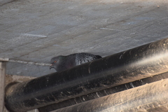 Columba livia domestica