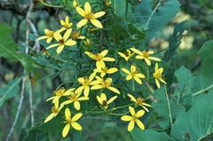 Bidens esmartinezii