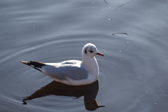 Chroicocephalus ridibundus