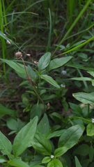 Spermacoce dasycephala