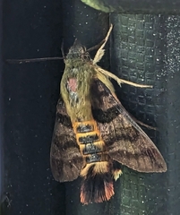 Macroglossum trochilus