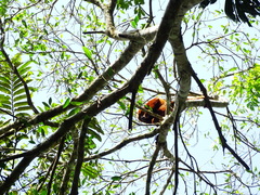 Alouatta seniculus