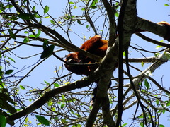 Alouatta seniculus