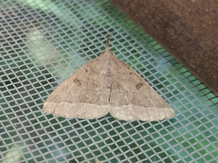 Pechipogo plumigeralis