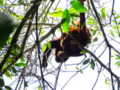 Alouatta seniculus