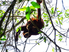 Alouatta seniculus