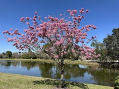 Tabebuia rosea
