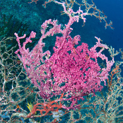 Didemnum membranaceum