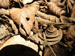 Physalaemus gracilis