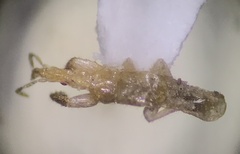 Enicocephalidae