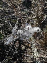 Eriocephalus racemosus