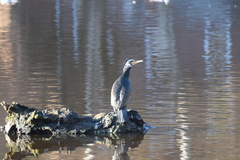 Phalacrocorax carbo