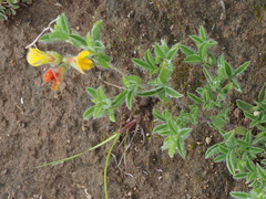 Leobordea