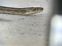 Pantherophis emoryi