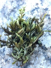 Scleropodium obtusifolium