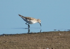 Calidris fuscicollis