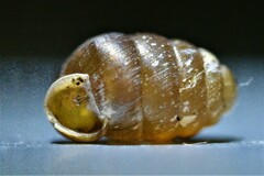 Pupilloidea